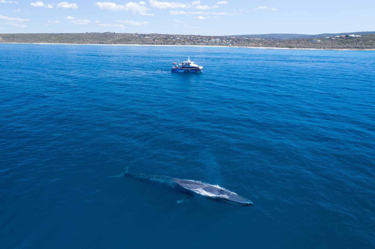 Aerial shot of whale swimming next to tour boat in blue waters