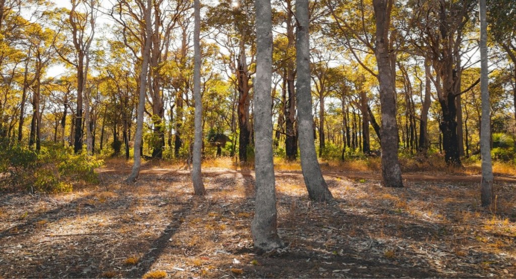 Karri trees in the Margaret River region