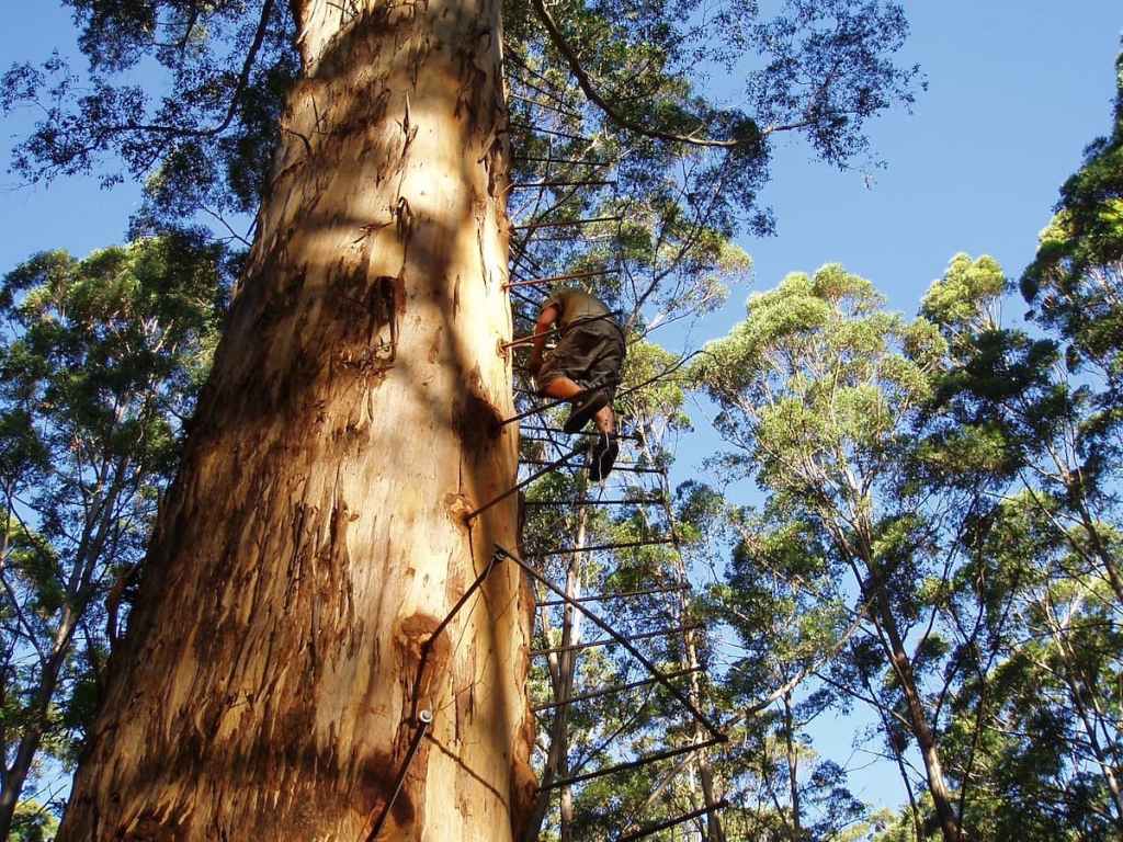 Gloucester Tree at Pemberton