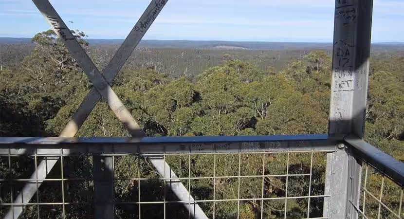 Gloucester Tree in Pemberton