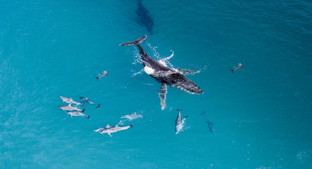 Humpback whale swimming underwater with calf December whale watching Margaret River Busselton South West Australia tours