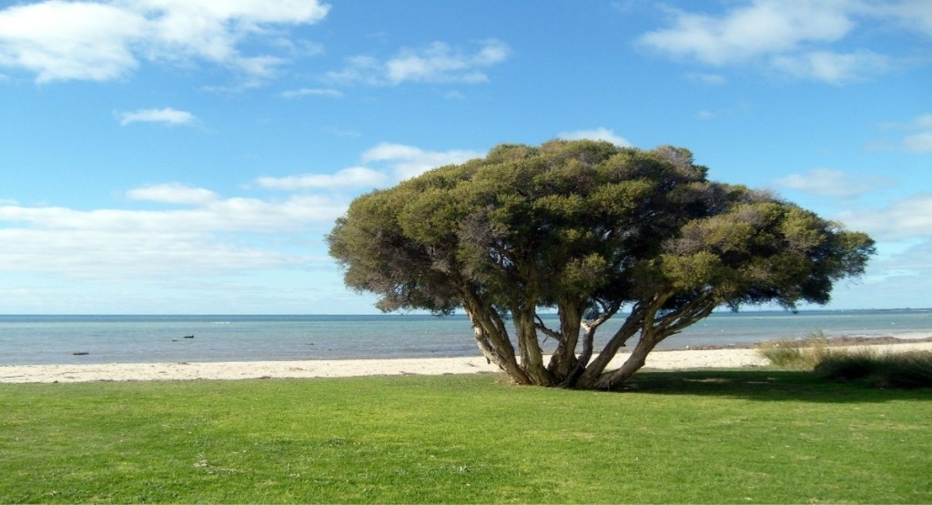 Shady native tree on the grassy foreshore of Dunsborough beach with calm Geographe Bay waters