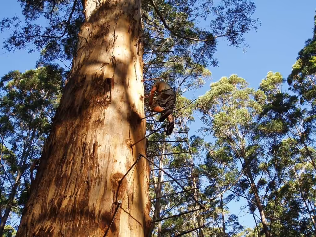 Tall Karri Trees Pemberton