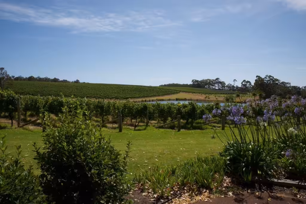 Green gardens and vineyard