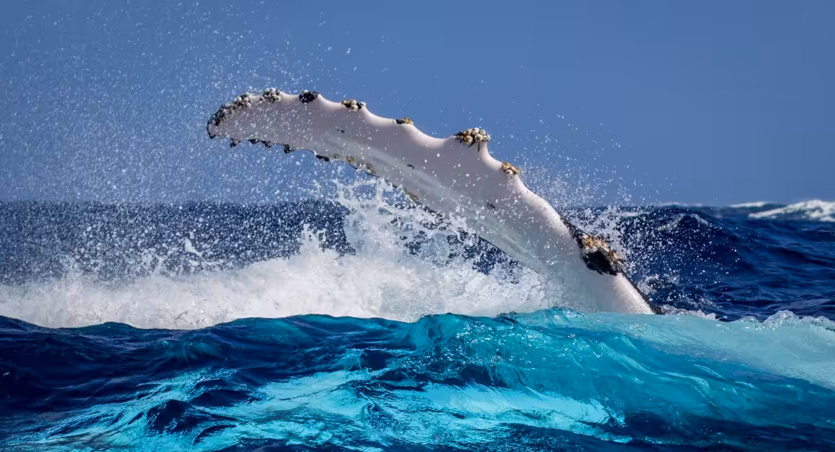 Spectacular humpback whale breaching and splashing in the turquoise waters off Dunsborough during peak whale watching season in Western Australia's Geographe Bay