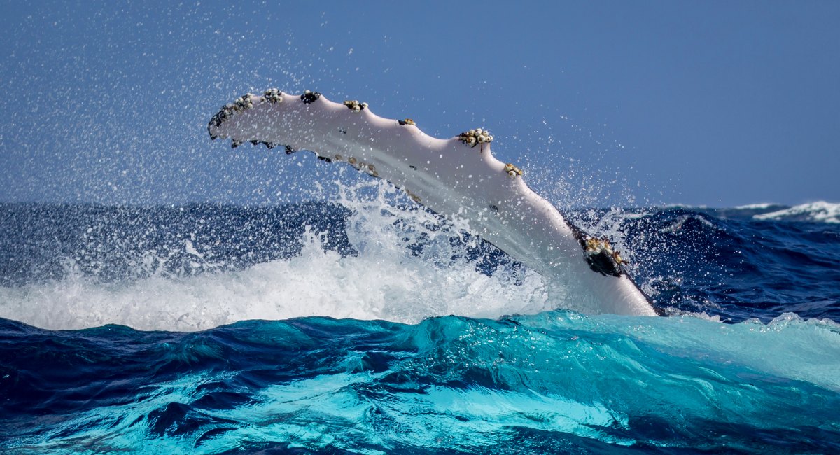 Spectacular humpback whale breaching and splashing in the turquoise waters off Dunsborough during peak whale watching season in Western Australia's Geographe Bay