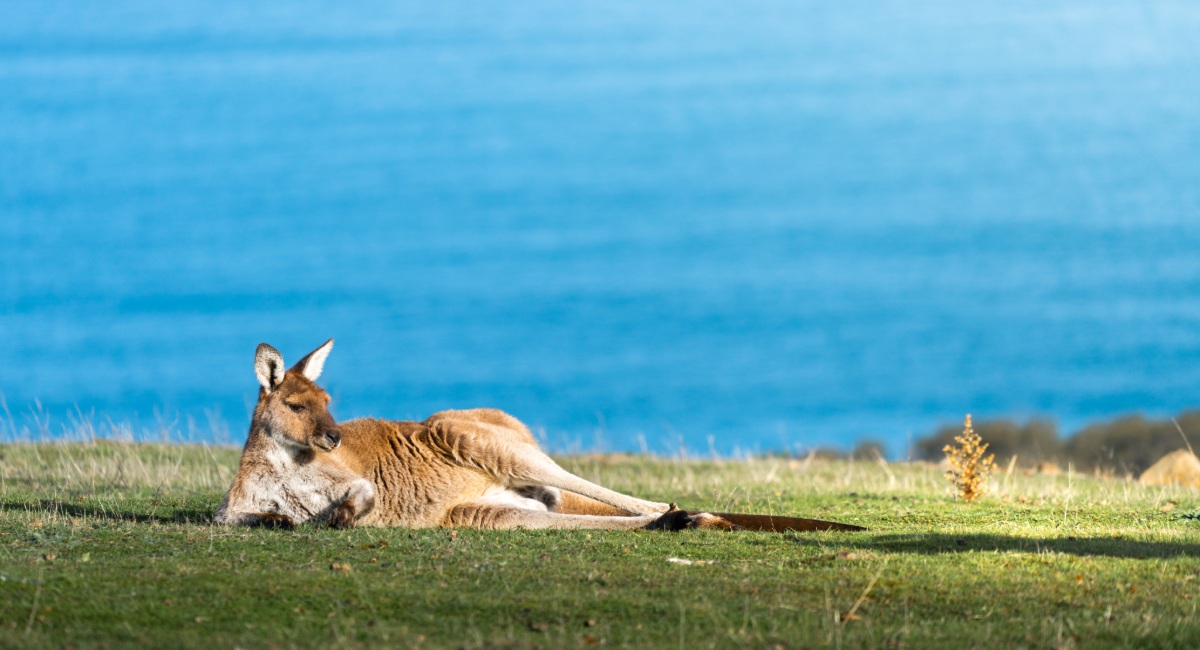 Wild kangaroo resting on coastal grassland with turquoise ocean backdrop near Dunsborough Western Australia showcasing native wildlife viewing opportunities for tourists