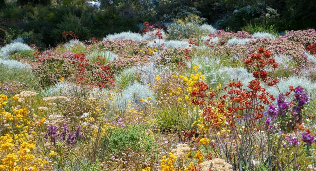 Colorful flowers in a lush garden in Western Australia