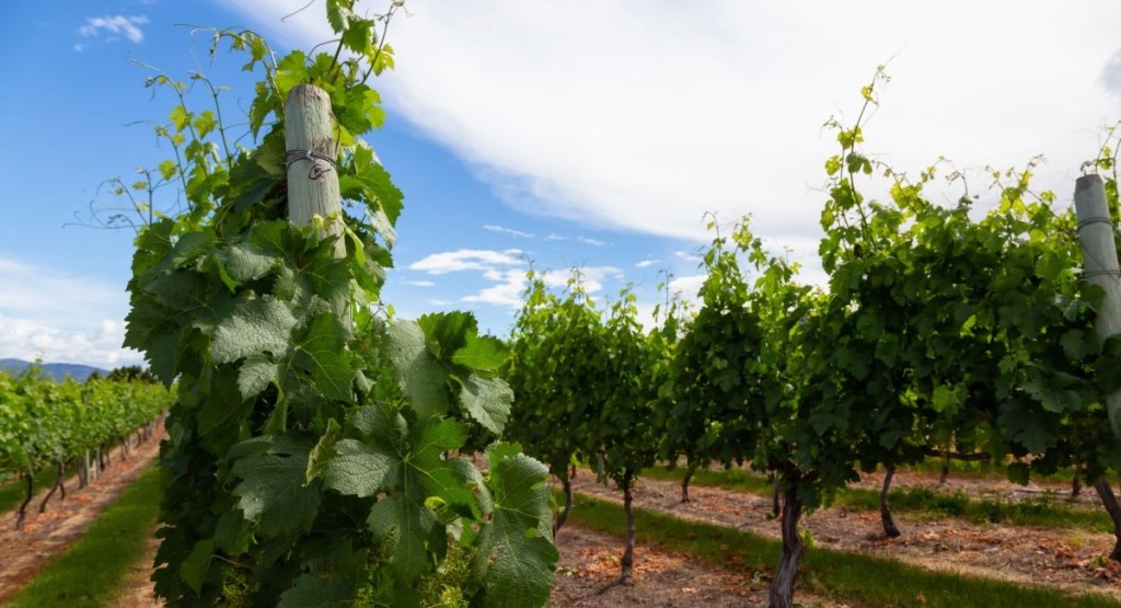 Autumn vineyard rows with green grape leaves in Margaret River wine region showing Cabernet Sauvignon vines during harvest season