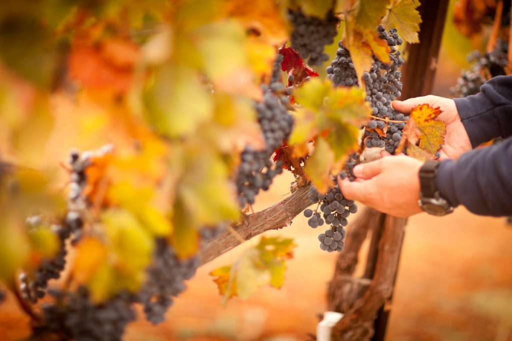 Hands inspecting ripe wine grapes in Margaret River Wineries