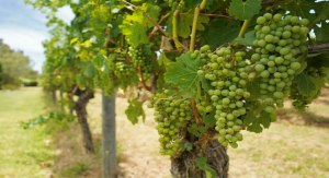 Bunches of grapes in a vineyard in Margaret River, WA