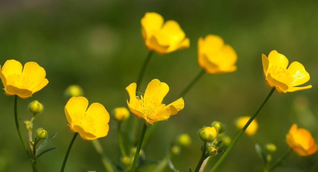 A close-up captures several yellow buttercup flowers in full bloom, set against a soft-focus background of green foliage.
