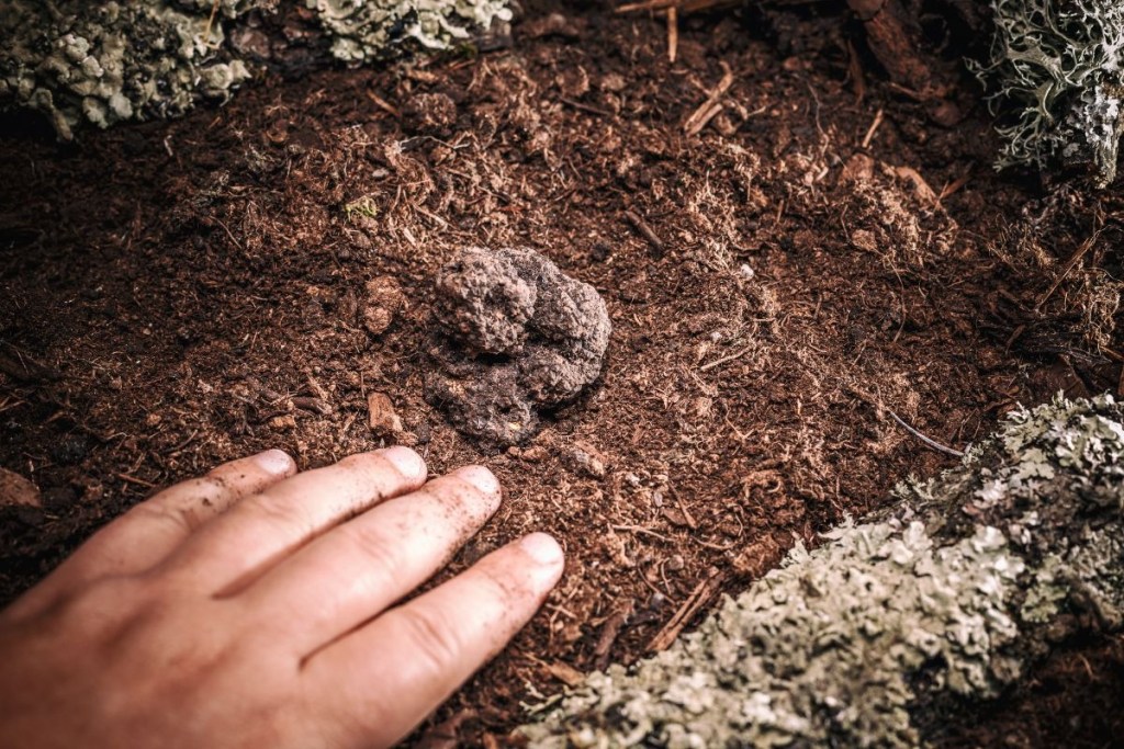 A close-up shot shows a hand near a black truffle in the earthy forest. The truffle is located in dark soil surrounded by moss.